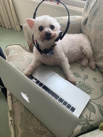 A small white dog lying on a bed

Description automatically generated